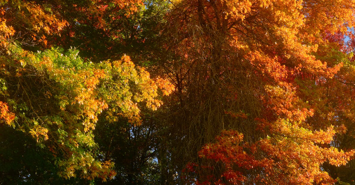 Designing Energy-Efficient Lighting Layouts for Businesses