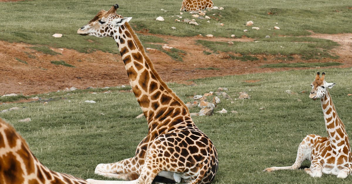 How Green Building Standards Influence Electrical Practices