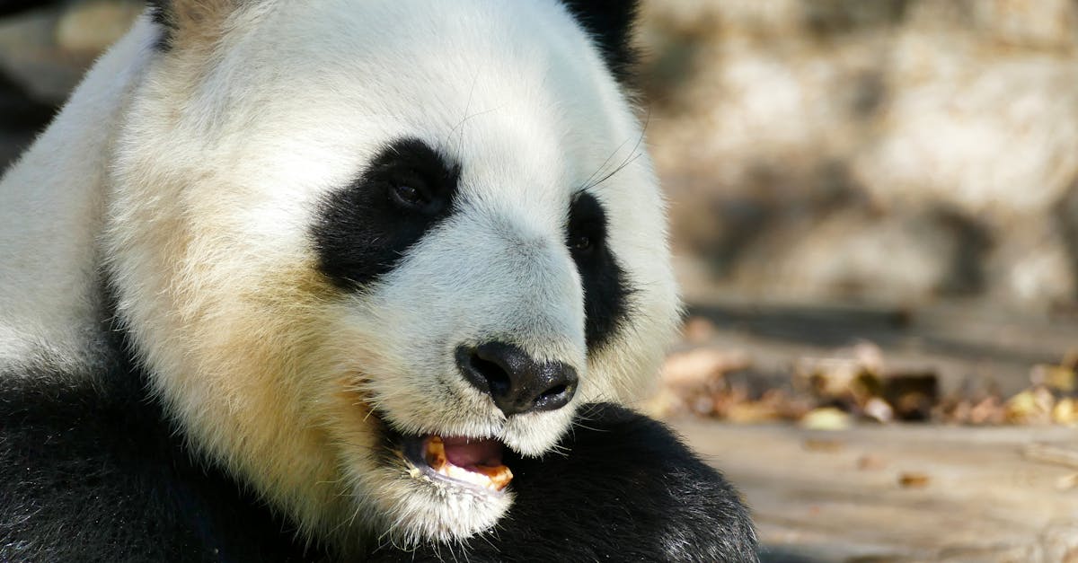 Impact of Licensing Changes on Commercial Electrical Services in Adelaide